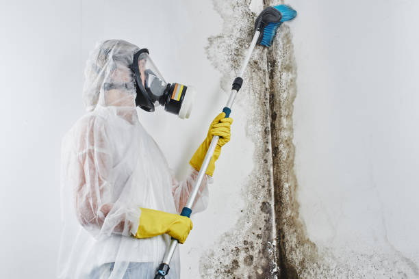 Best Mold Remediation  in Hapeville, GA