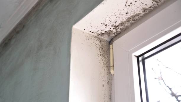 Best Mold Removal Near Me  in Hapeville, GA