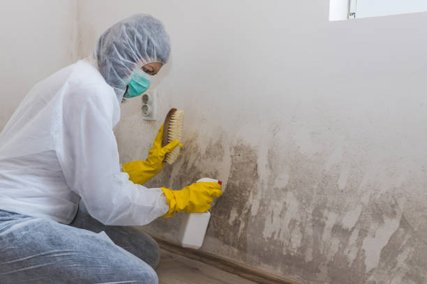 Best Mold Testing and Removal  in Hapeville, GA