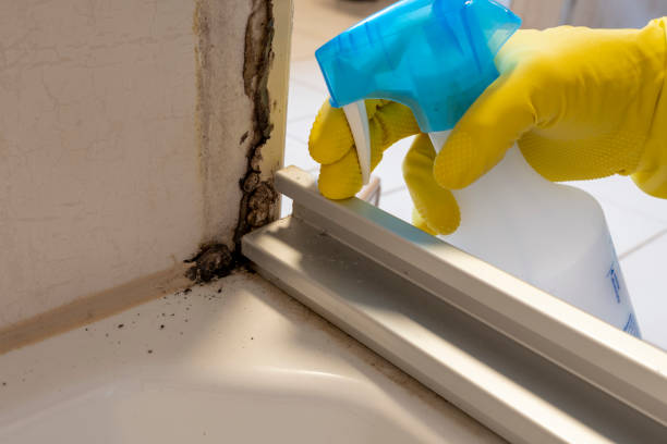 Best Commercial Mold Removal  in Hapeville, GA