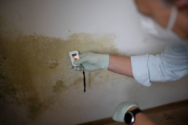 Best Attic Mold Removal  in Hapeville, GA