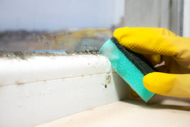 Reliable Hapeville, GA Mold Removal Solutions