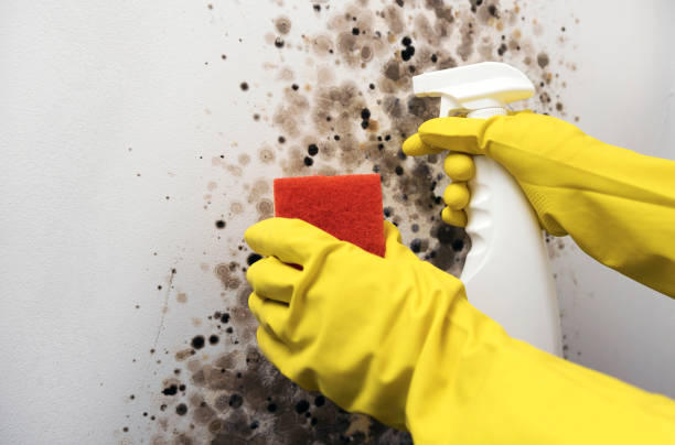 Mold Testing and Removal in Hapeville, GA
