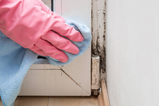 Best Certified Mold Removal  in Hapeville, GA